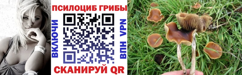 наркошоп  Черноголовка  KRAKEN зеркало  Псилоцибиновые грибы Psilocybine cubensis 